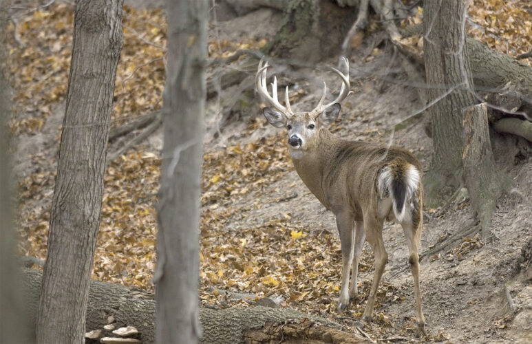 Michigan limits hunters to one buck in Lower Peninsula